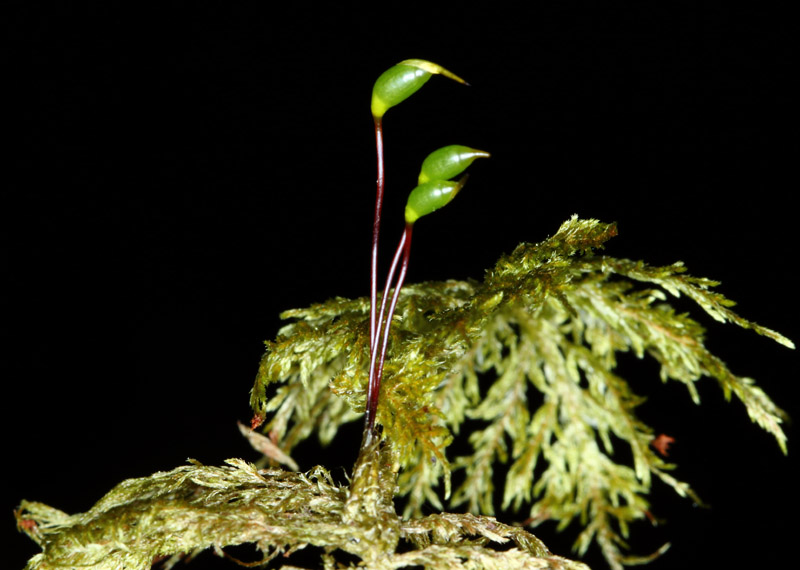 Hylocomium splendens